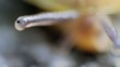 Schnecke
