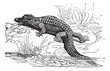 Nile Crocodile or Crocodylus niloticus vintage engraving
