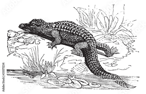 Vector: Nile Crocodile or Crocodylus niloticus vintage engraving Nile Crocodile or Crocodylus niloticus vintage engraving
