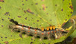 Orgyia antiqua
