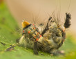 Orgyia antiqua