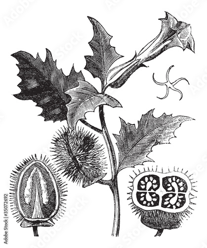 Vector: Thorn Apple or Jimson Weed or Datura stramonium, vintage engravi Thorn Apple or Jimson Weed or Datura stramonium, vintage engravi