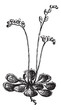 Sundew or Round-leaved Sundew or Drosera rotundifolia, vintage e