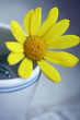 Blume