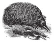 Echidna or Spiny Anteater or Zaglossus sp. or Tachyglossus sp.,