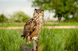 Eagle Owl