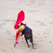 Traditional corrida - bullfighting in spain Traditional corrida - bullfighting in spain