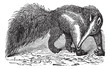 Giant Anteater or Myrmecophaga tridactyla, vintage engraving