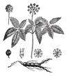 American Ginseng or Panax quinquefolius vintage engraving