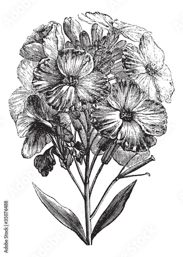 Vector: Aegean wallflower or Erysimum cheiri vintage engraving Aegean wallflower or Erysimum cheiri vintage engraving
