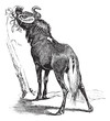 Blue Wildebeest or Connochaetes taurinus vintage engraving