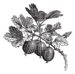 Gooseberry (Ribes grossularia) vintage engraving