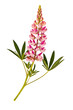 Lupinus on the white isolated