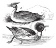 Red-breasted Merganser (Mergus serrator) 1. male 2. female vinta
