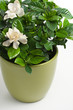 Gardenia (Gardenia jasminoides) Gardenia (Gardenia jasminoides)