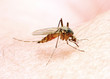 Anopheles mosquito - dangerous vehicle of infection.