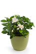Gardenia (Gardenia jasminoides) Gardenia (Gardenia jasminoides)