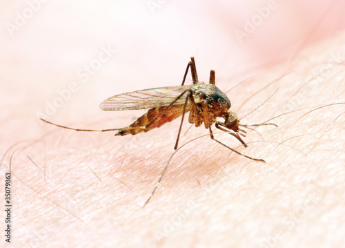 Foto: Anopheles mosquito - dangerous vehicle of infection. Anopheles mosquito - dangerous vehicle of infection.