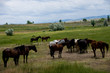 life on a montana ranch