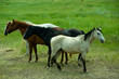 wyoming mustangs