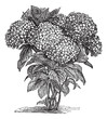 Bigleaf Hydrangea or Hydrangea macrophylla vintage engraving