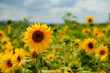 Photo: Sonnenblumen Sonnenblumen