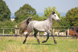 Connemara Pony