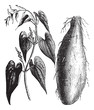 Purple Yam or Dioscorea alata vintage engraving