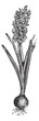 Common Hyacinth or Hyacinthus orientalis vintage engraving
