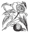 Exogonium purga or  Ipomoea jalapa vintage engraving