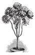 Tree Aeonium or Aeonium arboreum vintage engraving