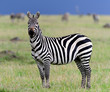 Foto: zebra zebra