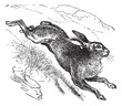 Mountain Hare (Lepus timidus) or Blue Hare vintage engraving