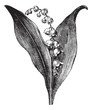 Convallaria majalis or lily of the valley, vintage engraving