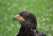 Adler
