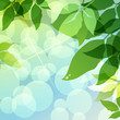 green leaves natural background