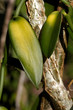 Vanille de Madagascar, plant et feuilles Vanille de Madagascar, plant et feuilles