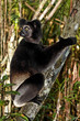 Lémurien Indri indri Madagascar Lémurien Indri indri Madagascar