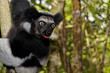Lémurien Indri Indri Lémurien Indri Indri
