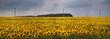 field of sunflowers. agricultural landscape field of sunflowers. agricultural landscape
