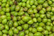 Terminalia chebula