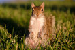 Squirrel on grass