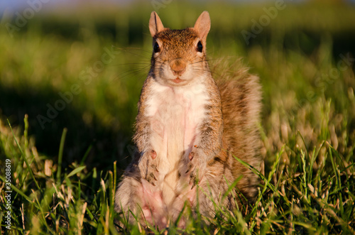 Photo: Squirrel on grass Squirrel on grass