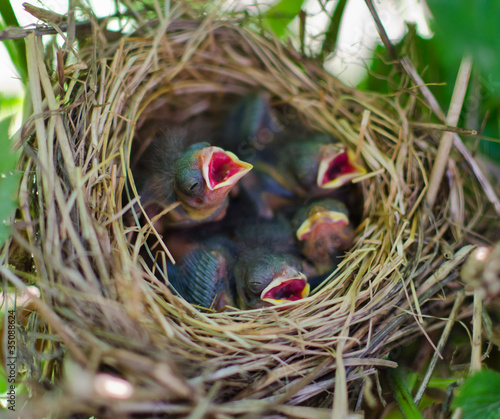 Photo: Newborn hungry baby birds in nest Newborn hungry baby birds in nest