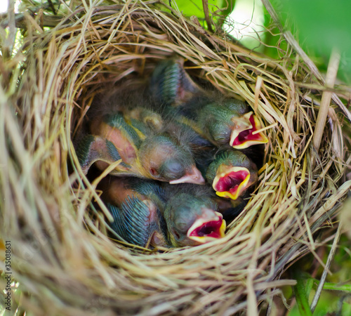 Photo: Newborn hungry baby birds in nest Newborn hungry baby birds in nest