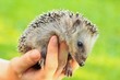 igel in der hand I