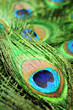 Peacock feathers