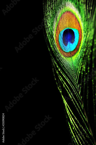 Photo: Peacock Peacock