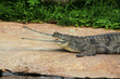 Indian gavial, a critically endangered species Indian gavial, a critically endangered species