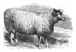Leicester sheep or Bakewell Leicester, vintage engraving